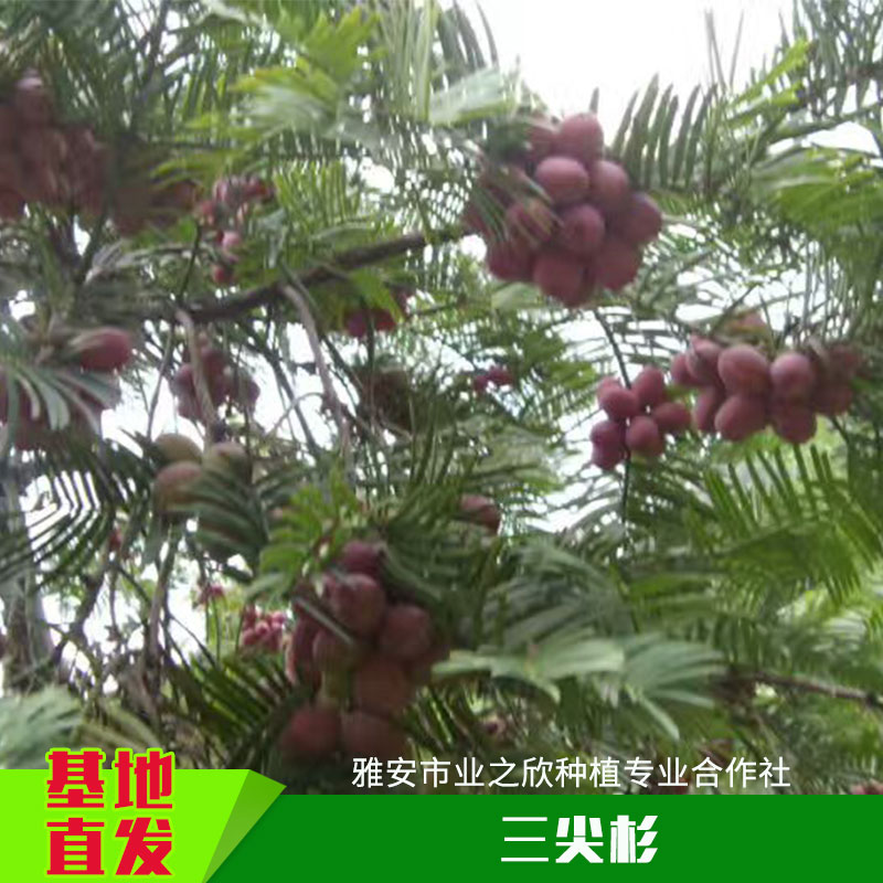 三尖杉圖片/三尖杉樣板圖 (4)