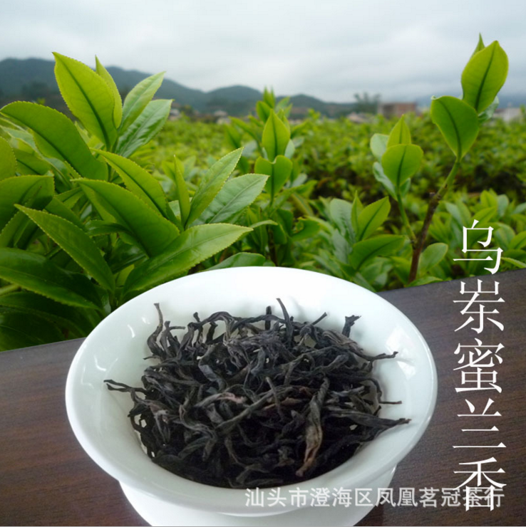 乌龙茶乌岽凤凰单枞茶潮州单丛茶单从茶叶批发春茶蜜兰香3号图片