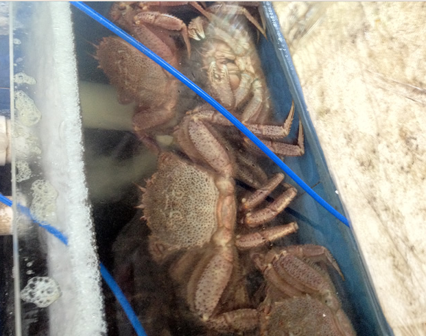 朝鮮紅毛蟹供應商、朝鮮海鮮批發(fā)商 紅毛蟹供應商