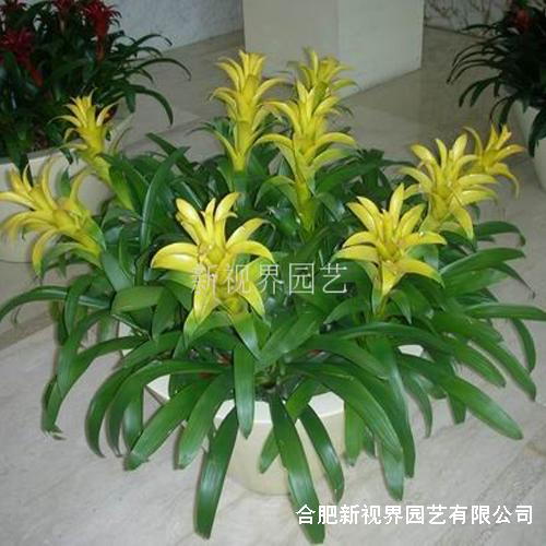 合肥綠植租賃價格，廠家圖片