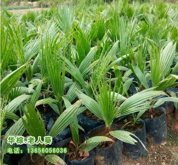 福建批發(fā)華棕種苗 老人葵小苗袋苗 老人葵種苗 老人葵小苗 華棕種苗 漳州老人葵小苗 福建老人葵 華棕種苗