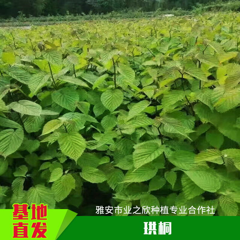 珙桐種子種苗批發(fā)珙桐工程綠化樹鴿子花樹苗/和平樹苗木