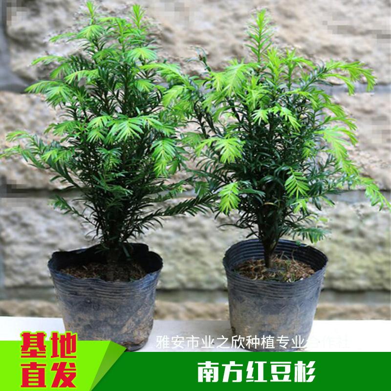 南方紅豆杉圖片/南方紅豆杉樣板圖 (2)