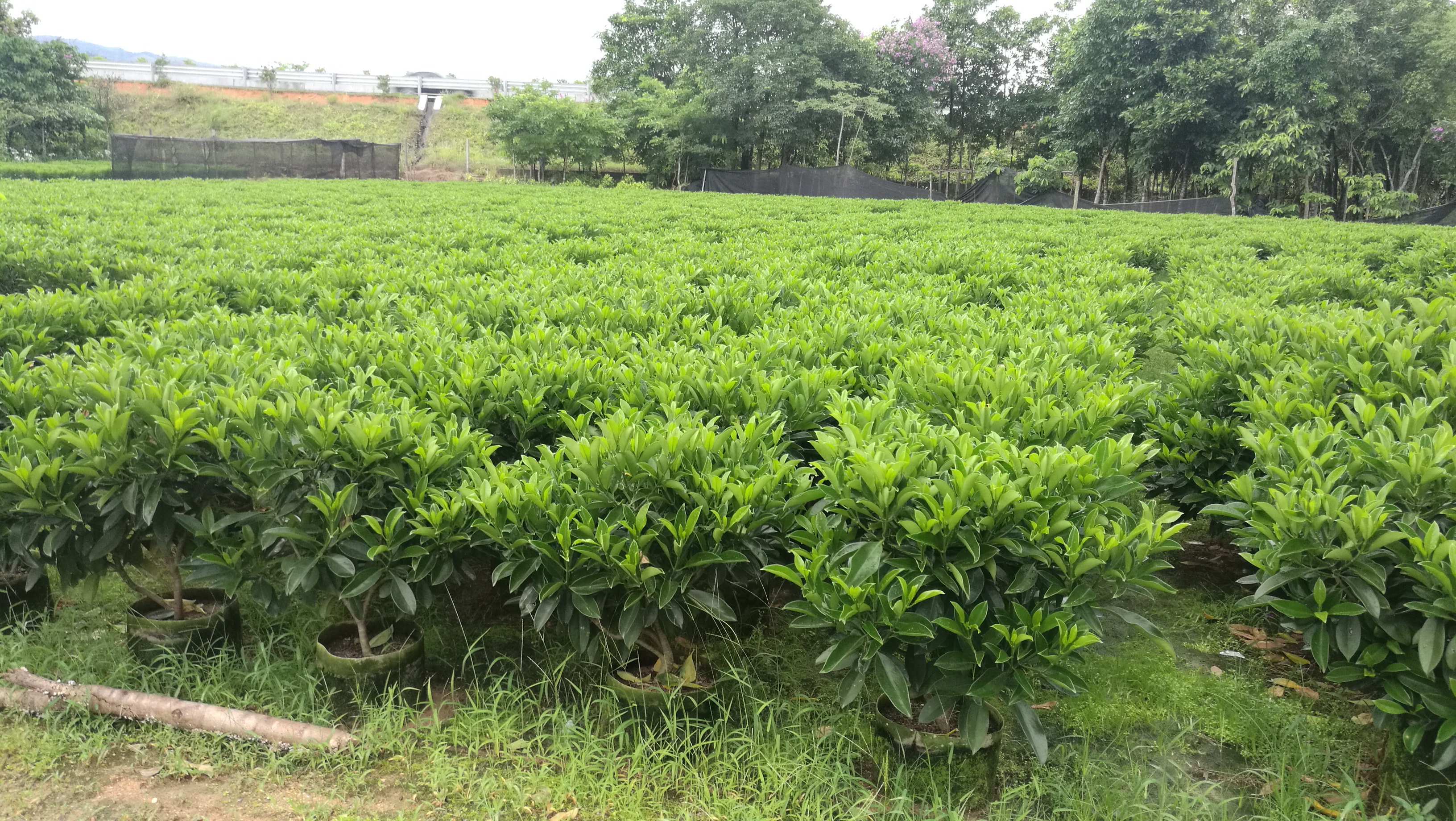 福州市非洲茉莉厂家批发非洲茉莉球 大量供应非洲茉莉球 出售袋苗非洲茉莉球 福建哪里有非洲茉莉球 广东哪里有卖非洲茉莉