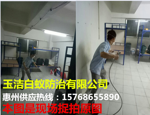 白蟻防治圖片/白蟻防治樣板圖 (2)