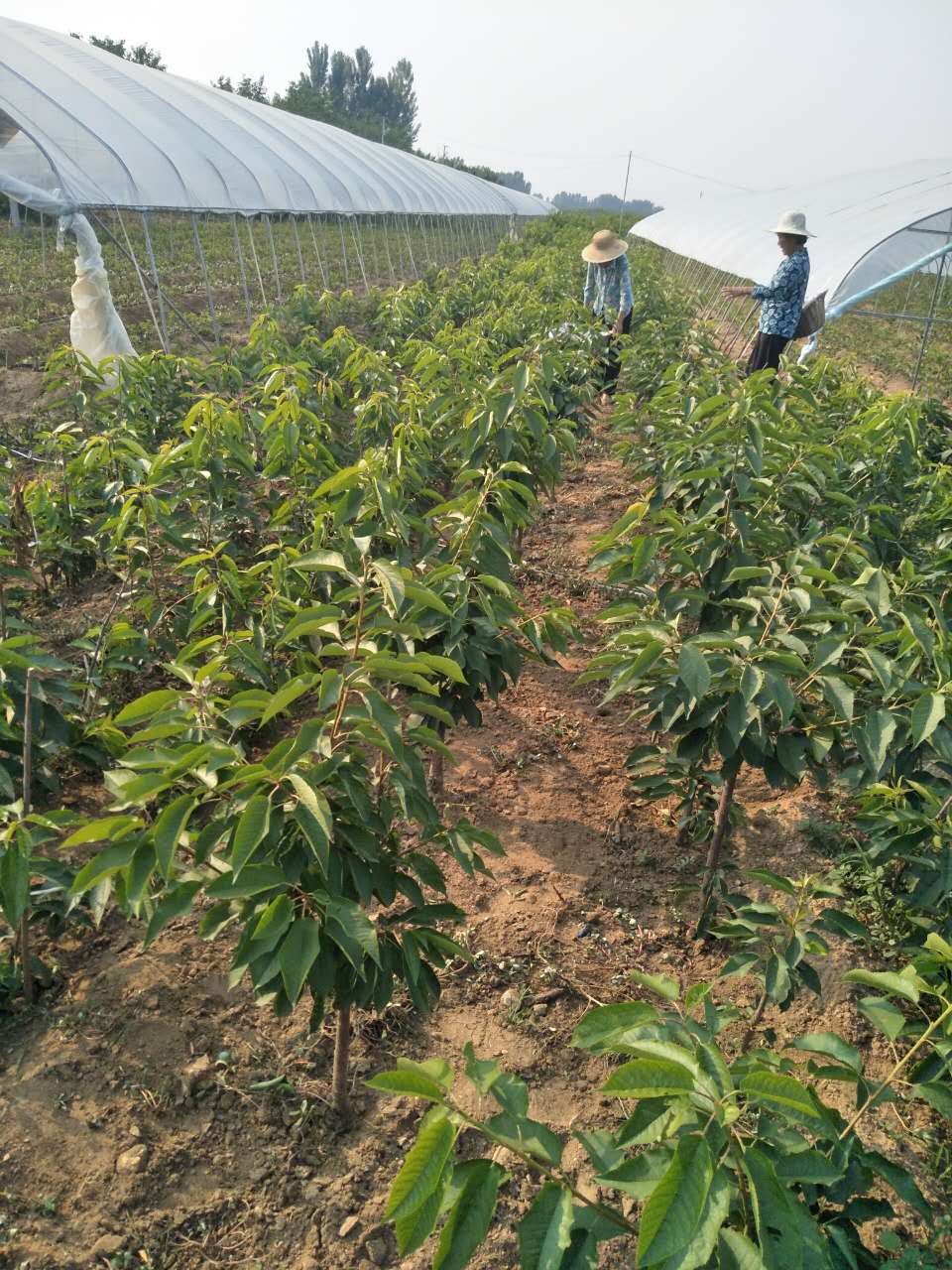 种植吉塞拉樱桃苗 吉塞拉樱桃苗基地 吉塞拉樱桃苗种植