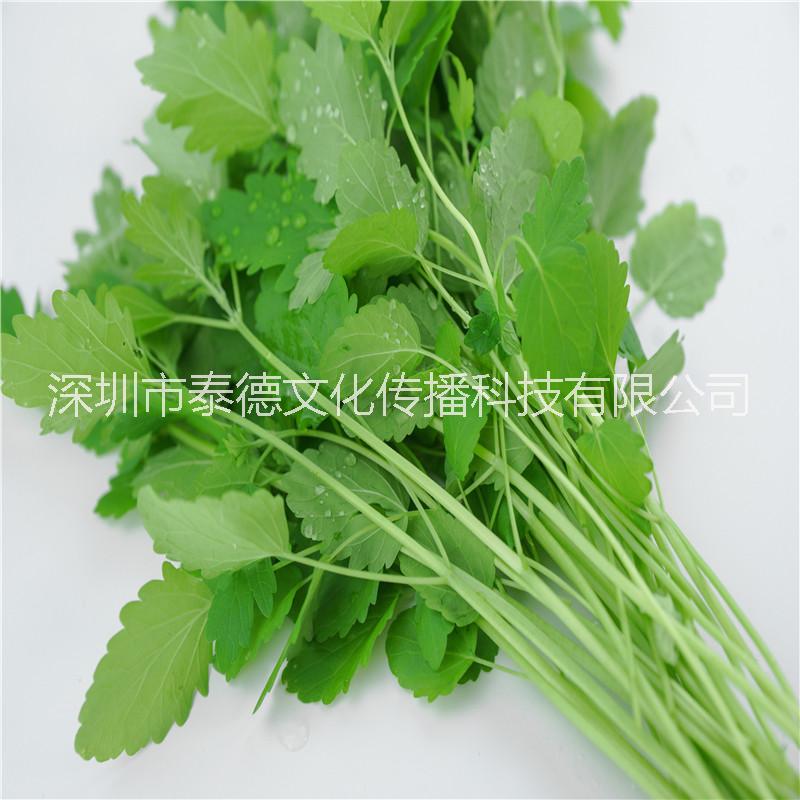 益母草圖片/益母草樣板圖 (2)