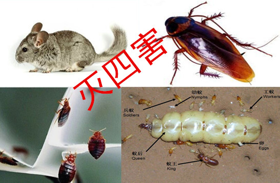 恵州滅白蟻服務(wù)商供應(yīng)滅白蟻防治圖片