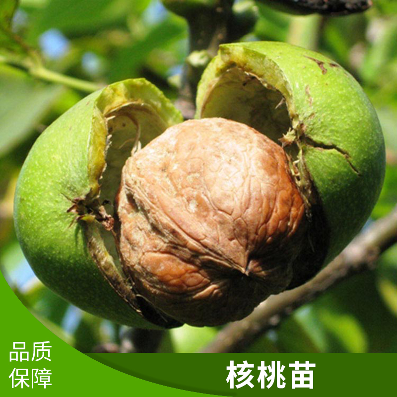 山西核桃苗圖片/山西核桃苗樣板圖 (3)