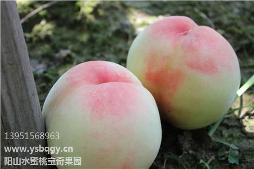 陽山特產(chǎn)水蜜桃圖片