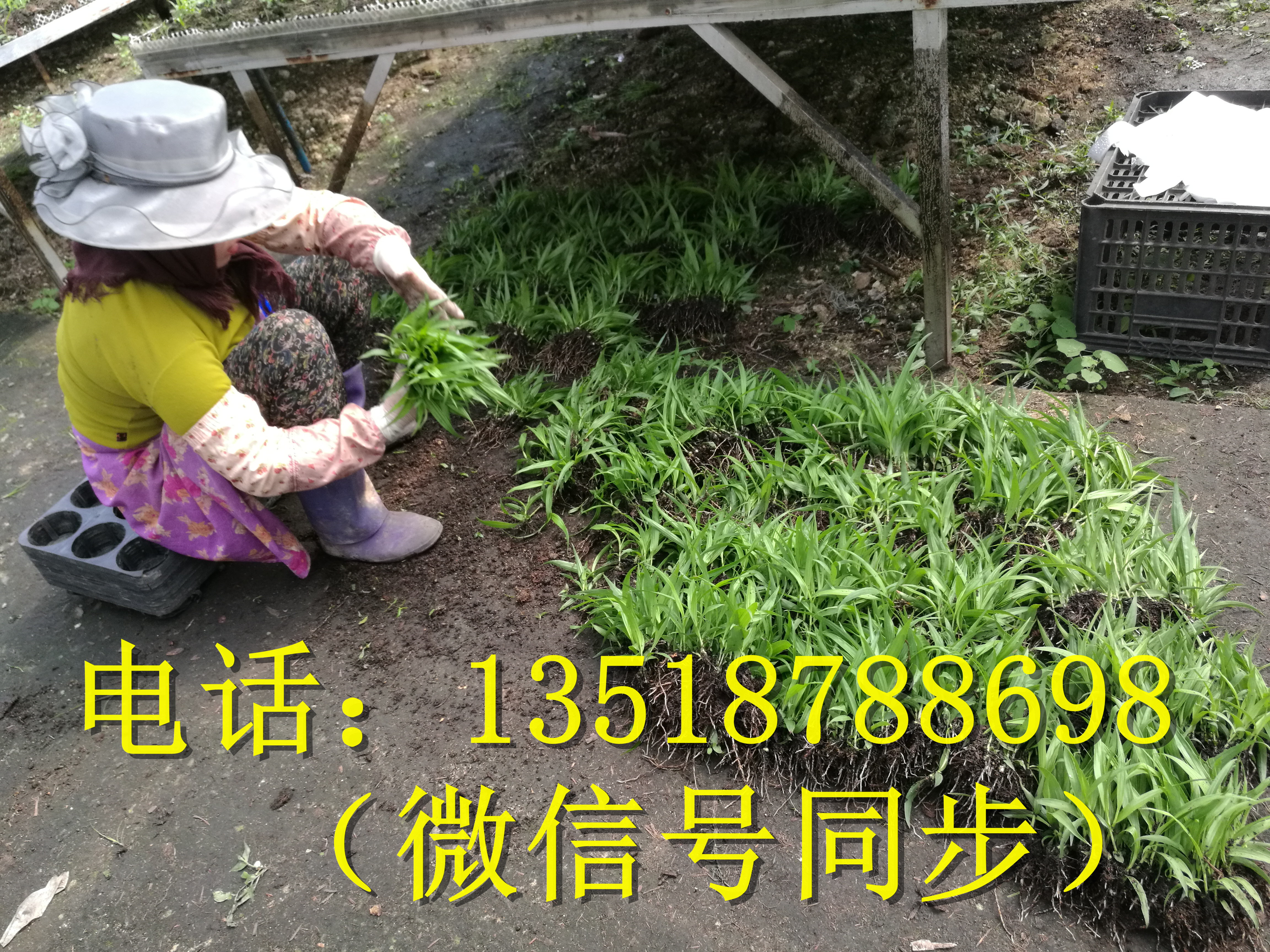 白芨苗圖片/白芨苗樣板圖 (4)