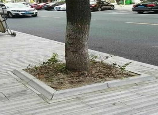 芝麻白樹坑石圖片