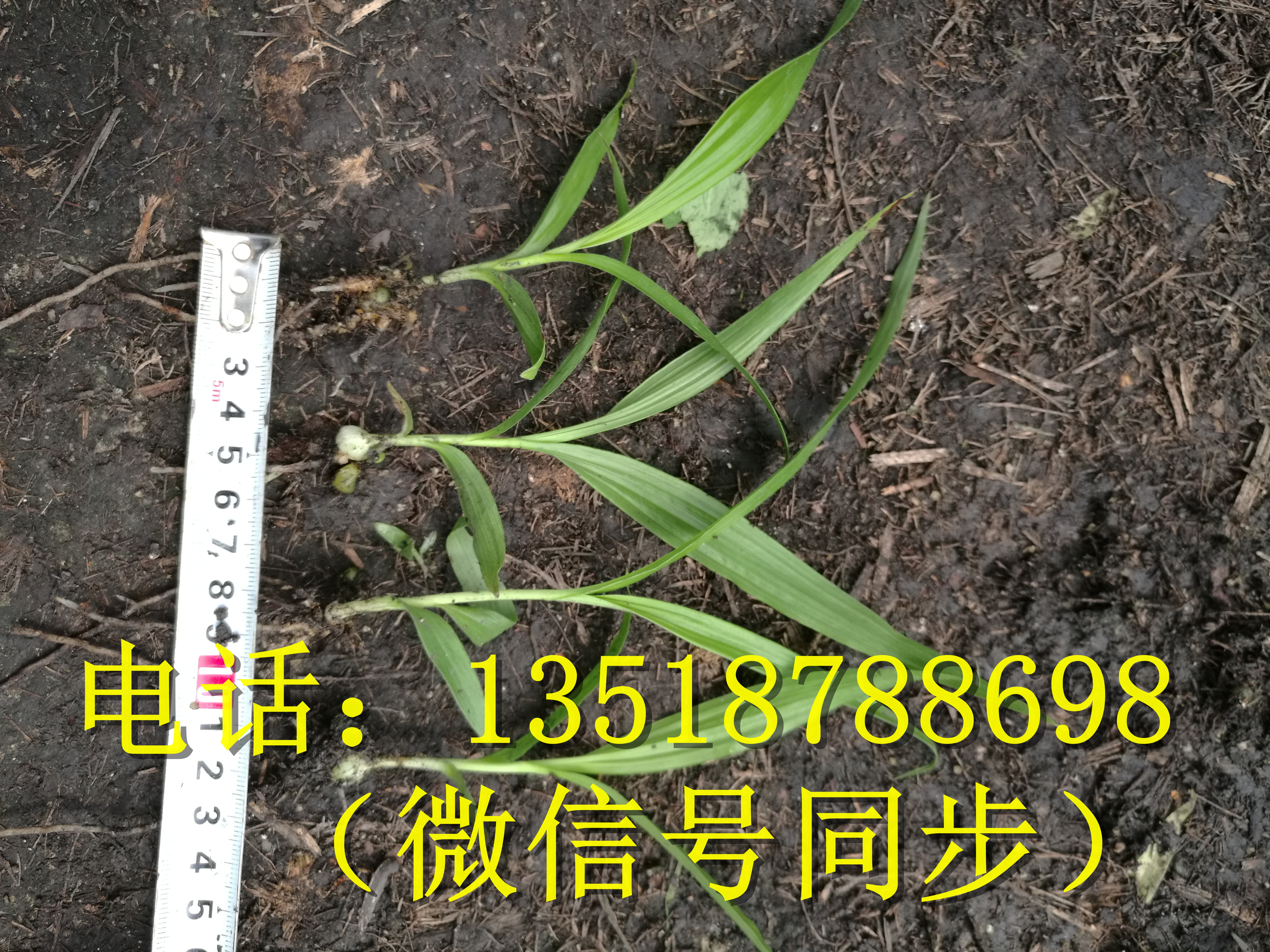 白芨種苗圖片/白芨種苗樣板圖 (4)