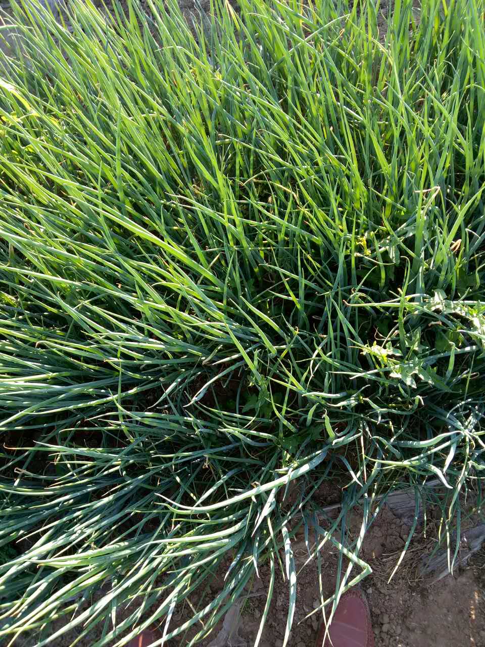 山東四季香蔥種植