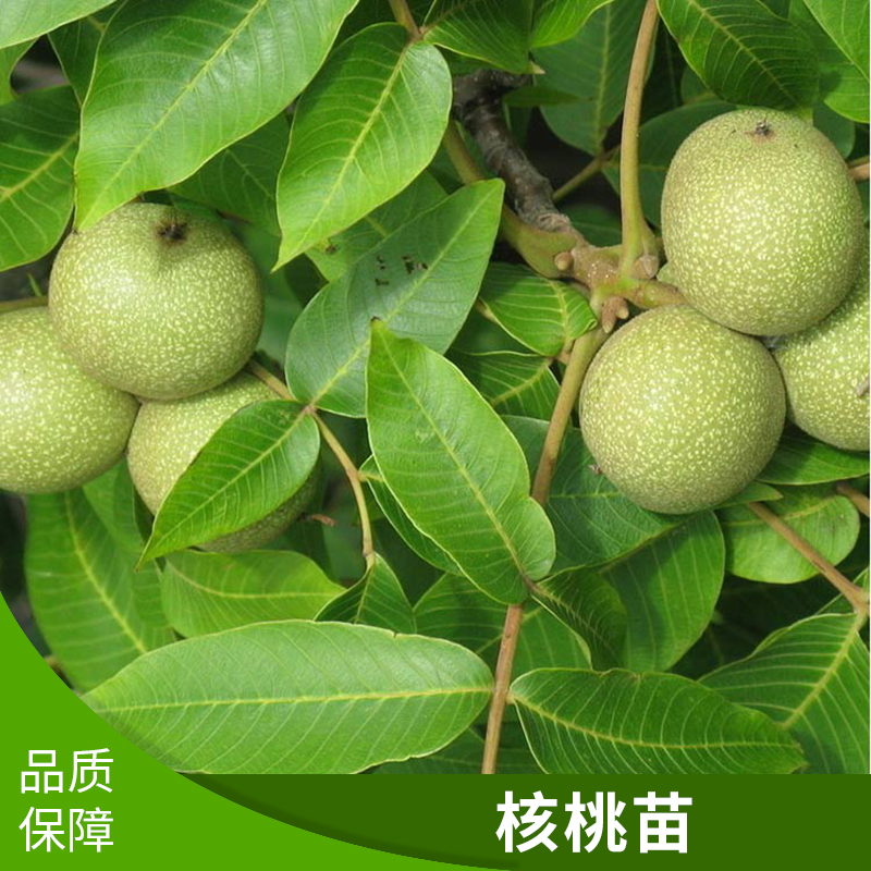核桃苗圖片/核桃苗樣板圖 (4)