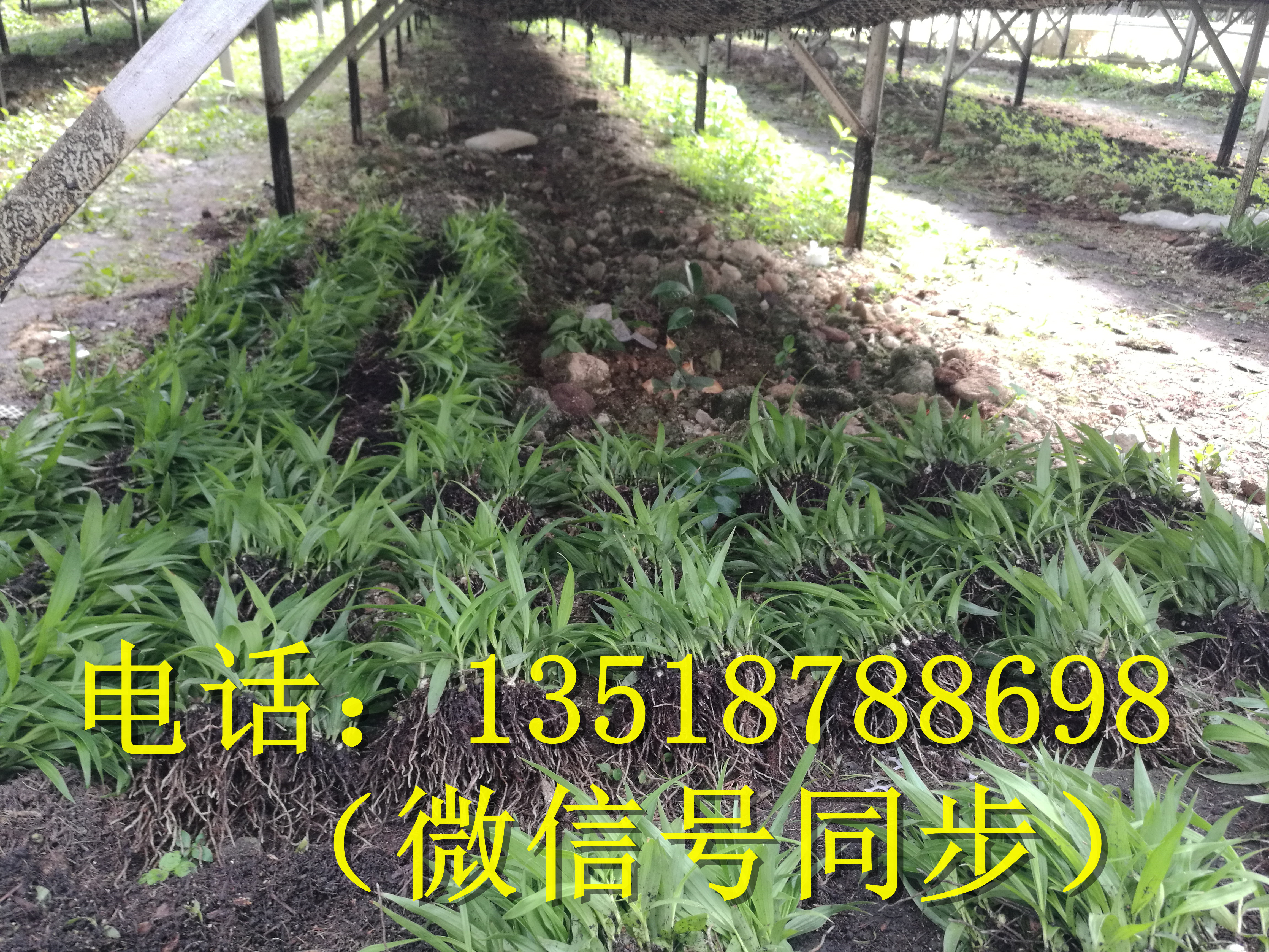 湖南白及苗、湖南白及苗批發(fā)、湖南白及苗價格  白芨苗種植