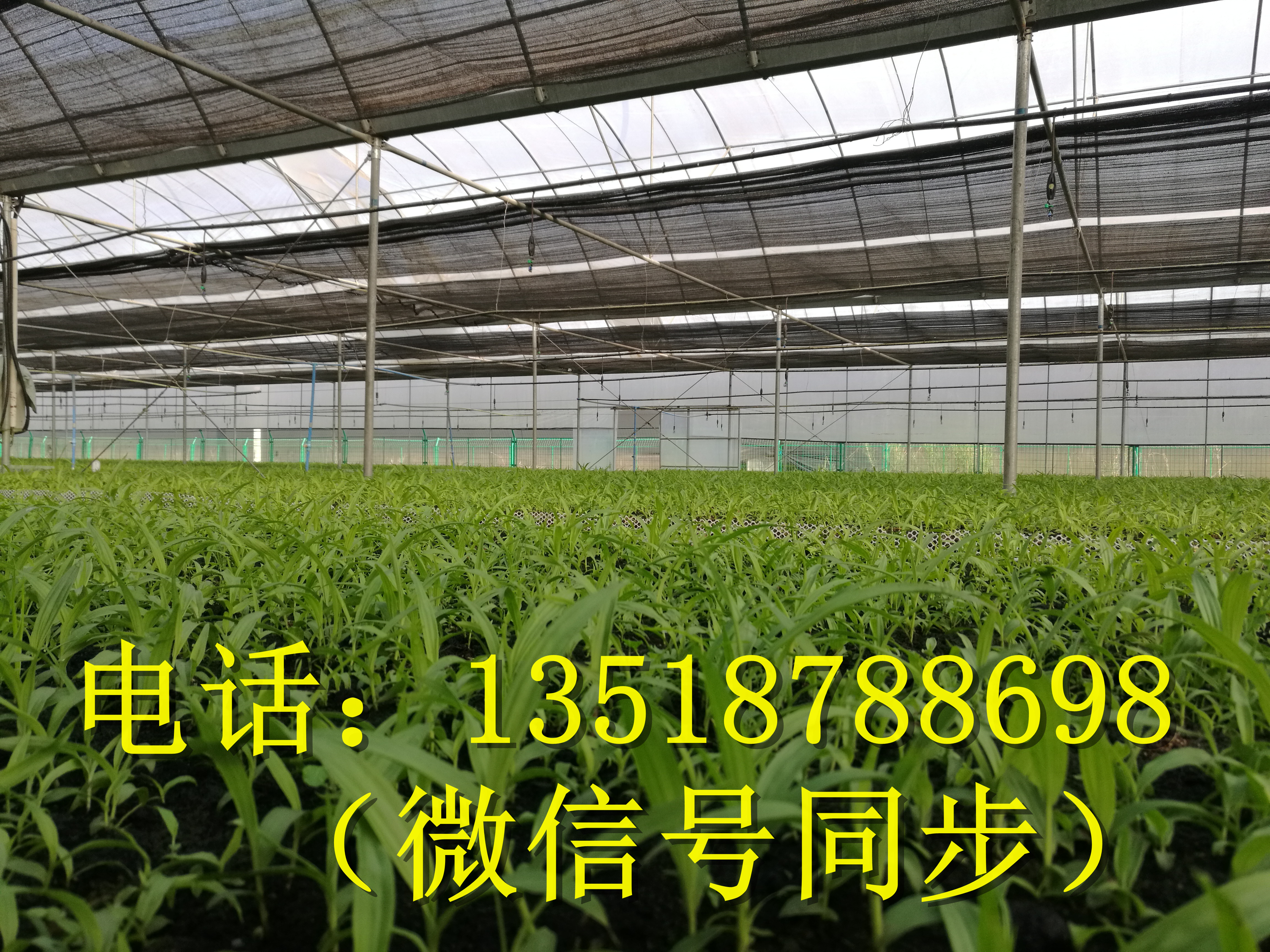 湖北白芨盆景種植基地、湖北白芨盆景價格、湖北白芨盆景培育技術(shù)