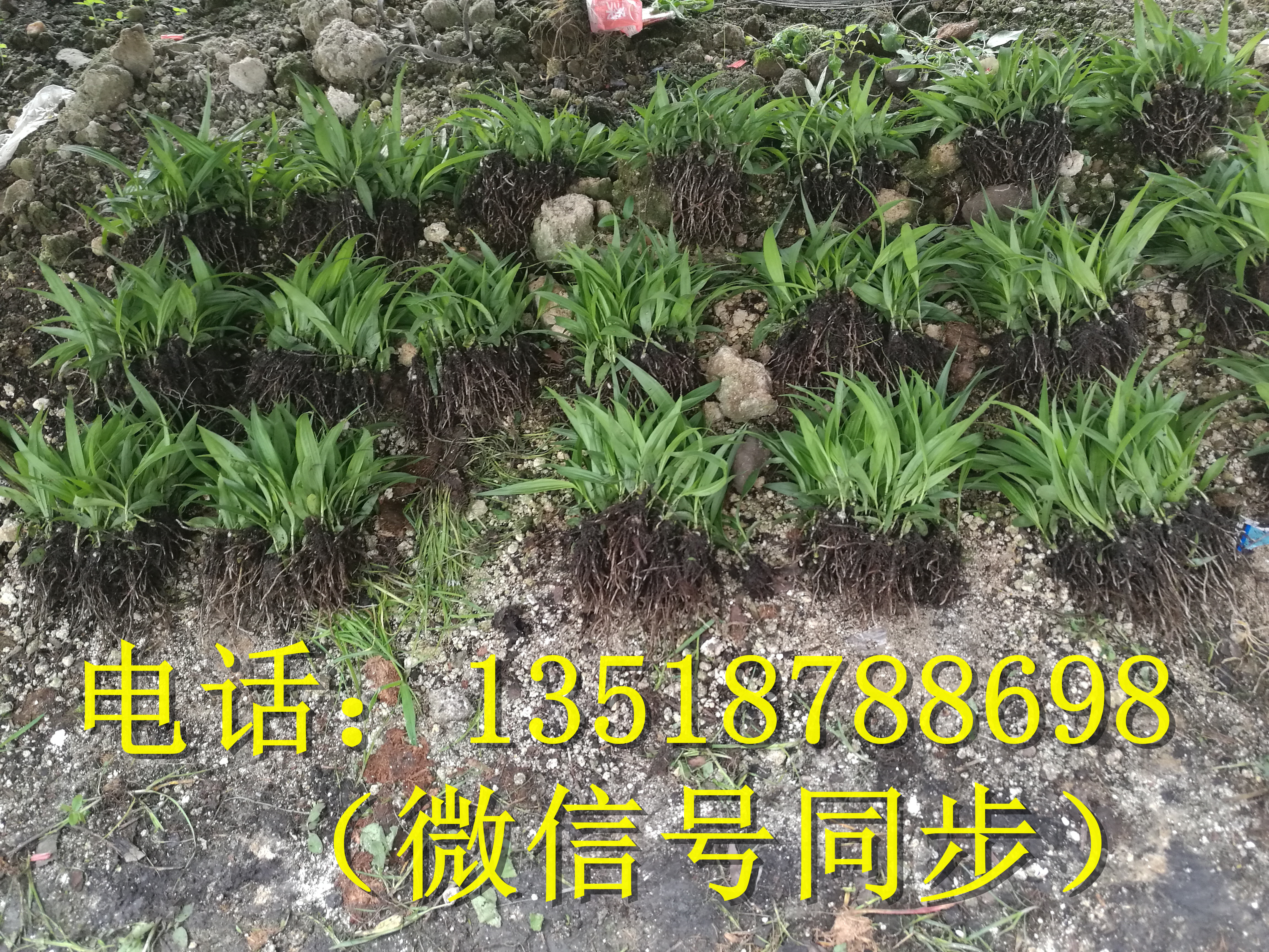 白及圖片/白及樣板圖 (3)