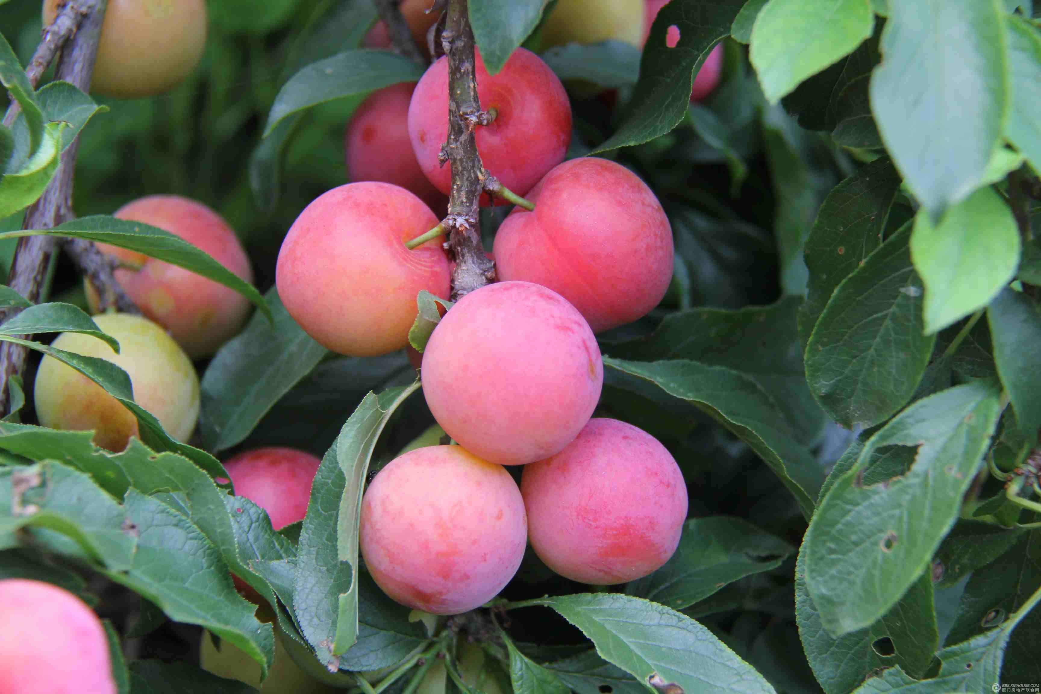 李子采摘/無(wú)污染李子圖片