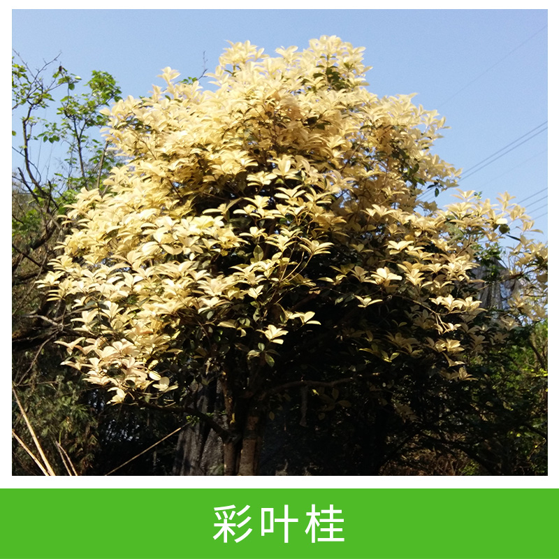 彩葉桂圖片/彩葉桂樣板圖 (4)