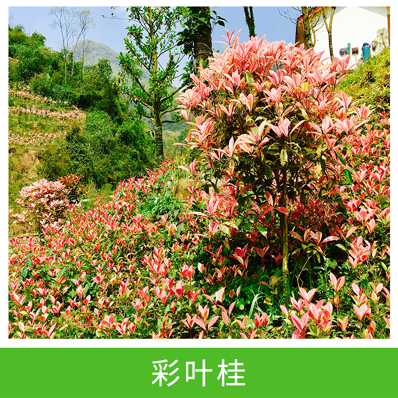 彩葉桂圖片/彩葉桂樣板圖 (2)