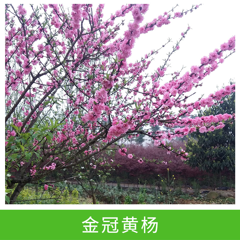 金冠黃楊圖片/金冠黃楊樣板圖 (2)