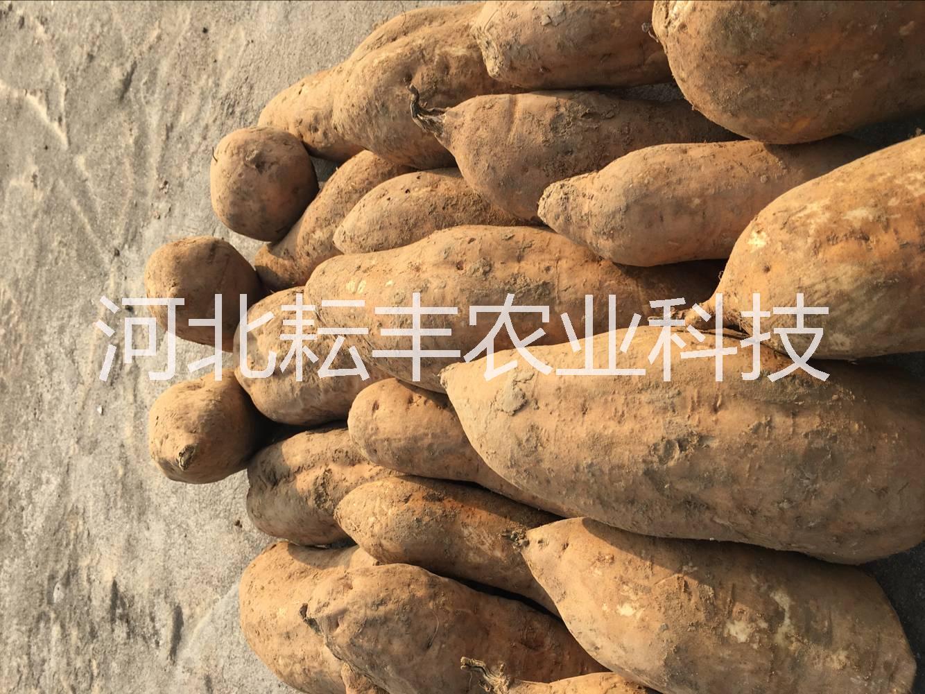 煙薯14紅薯批發(fā)圖片