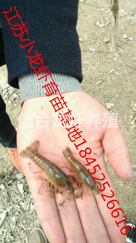 淡水小龍蝦圖片/淡水小龍蝦樣板圖 (3)