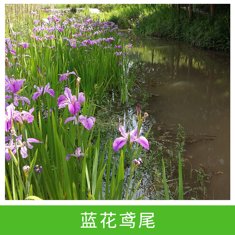 藍花鳶尾圖片/藍花鳶尾樣板圖 (2)