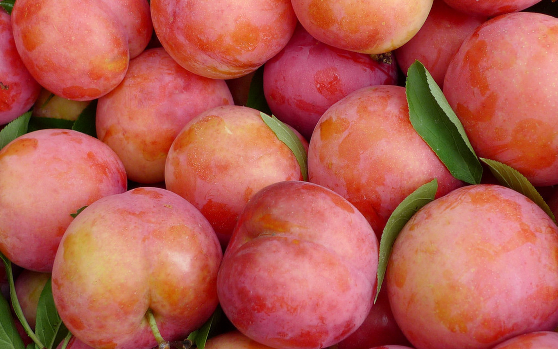 李子圖片/李子樣板圖 (1)