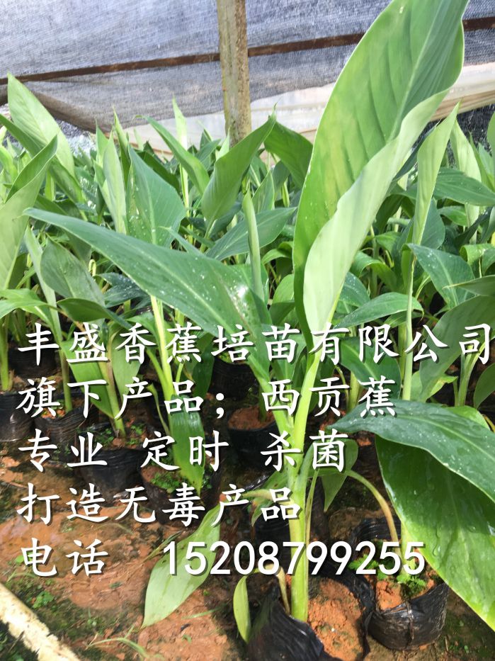 大量出售粉蕉苗 粉蕉苗供應(yīng)商 香蕉種苗批發(fā)