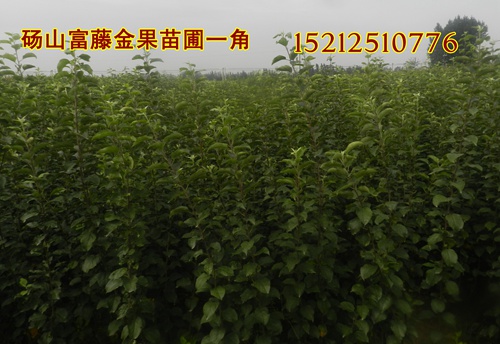 富藤一號(hào)樹(shù)苗圖片圖片/富藤一號(hào)樹(shù)苗圖片樣板圖 (3)