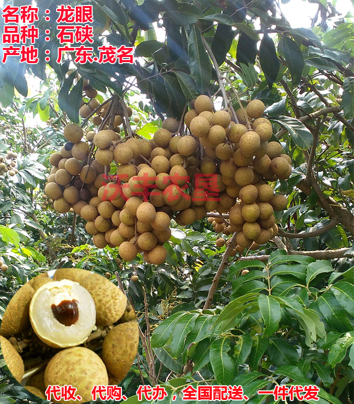 雞心圖片/雞心樣板圖 (3)