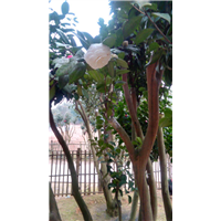 茶花種植圖片/茶花種植樣板圖 (3)