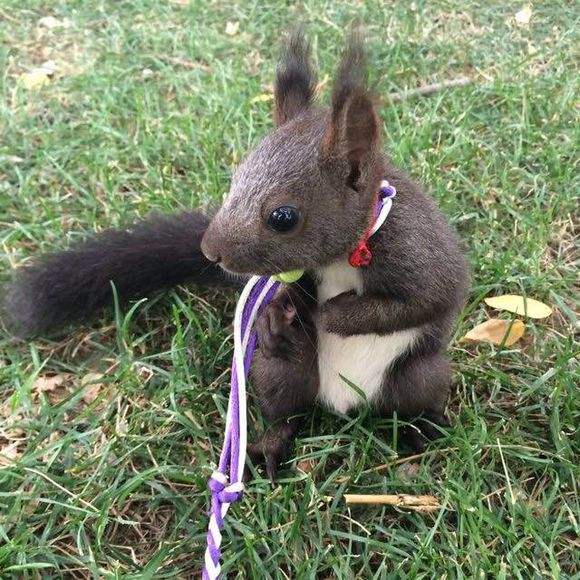 魔王松鼠多少錢圖片