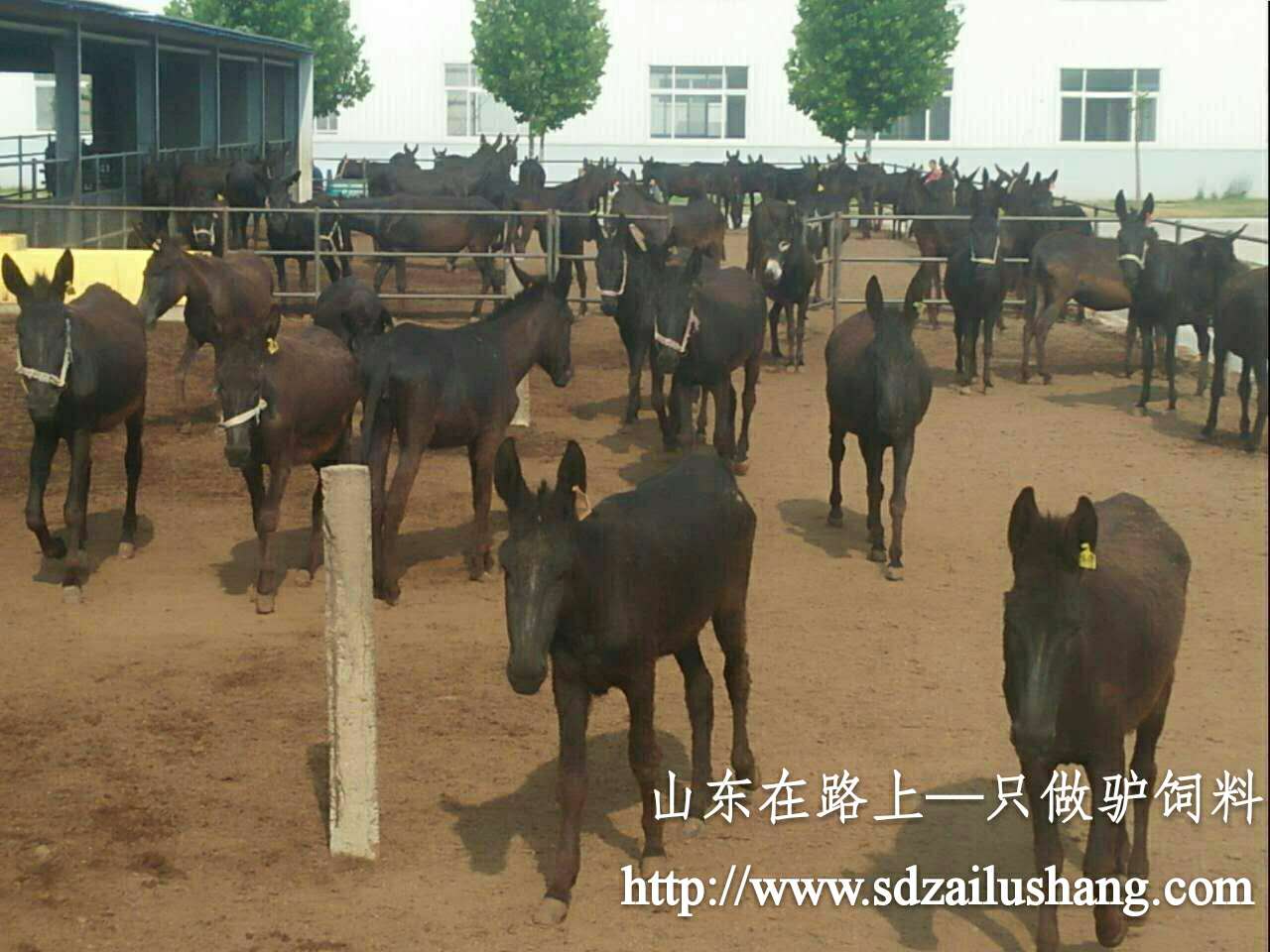 滄州驢飼料，母驢飼料，肉驢飼料