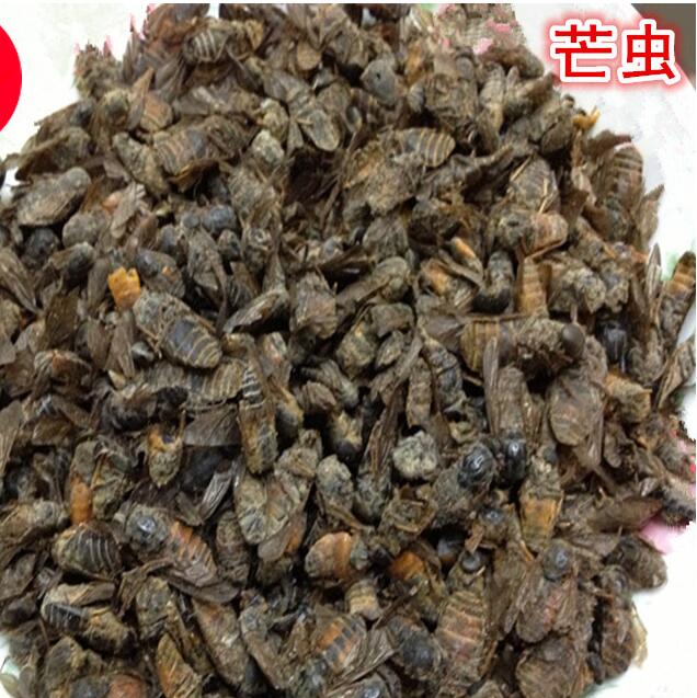 干品蠐螬螻蛄圖片/干品蠐螬螻蛄樣板圖 (3)