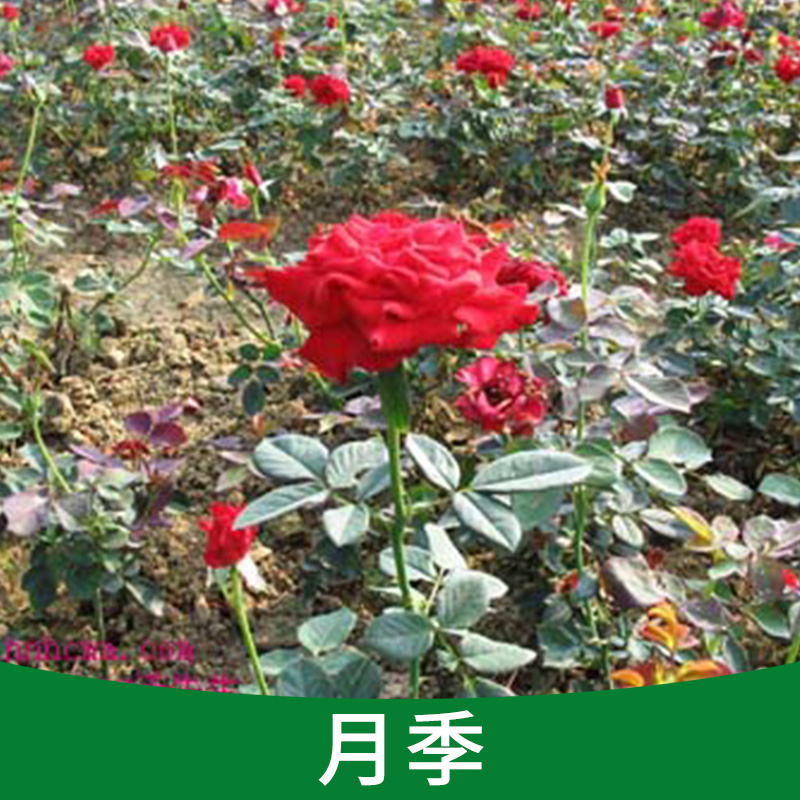 嫁接品種大花月季、 陽臺(tái)辦公盆栽花苗、大型種植基地