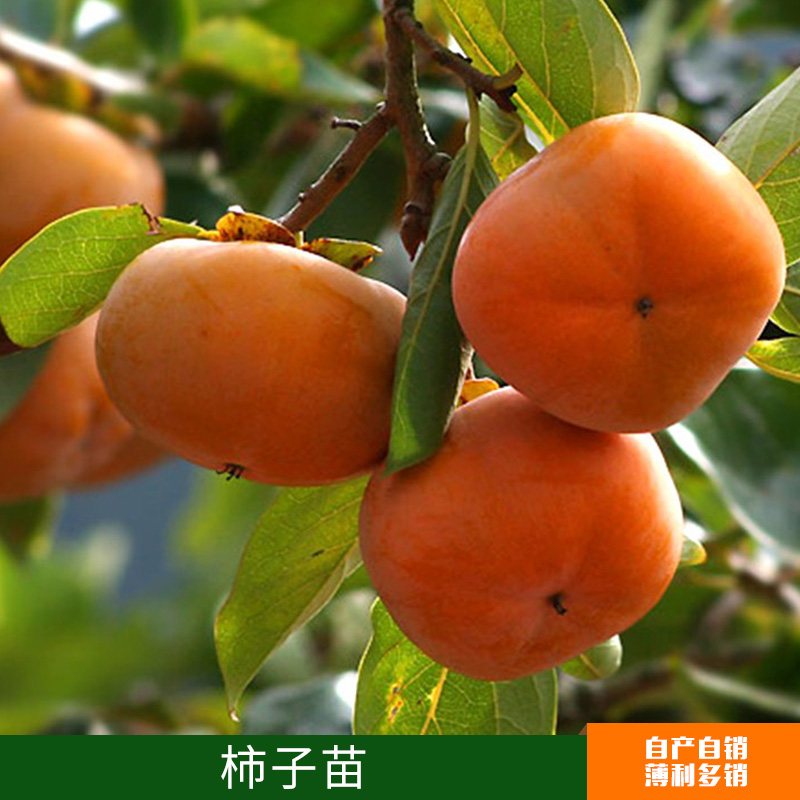 柿子苗出售圖片/柿子苗出售樣板圖 (4)
