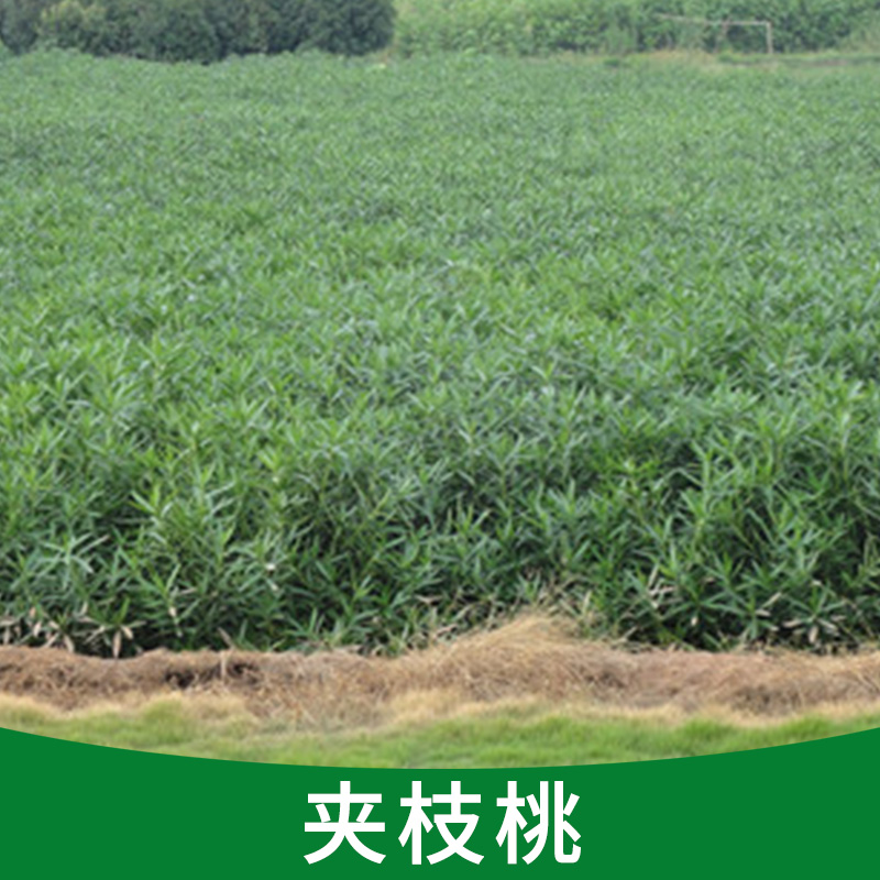 夾枝桃圖片/夾枝桃樣板圖 (1)