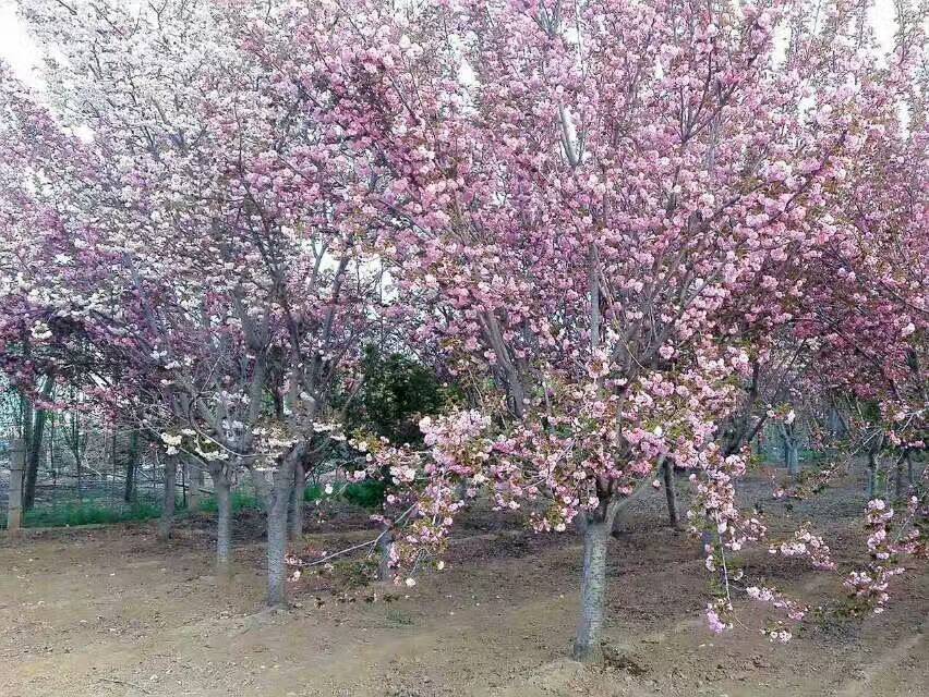 櫻花 海棠 銀杏 國槐圖片/櫻花 海棠 銀杏 國槐樣板圖 (4)