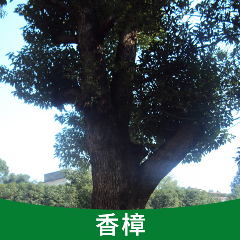 香樟圖片/香樟樣板圖 (4)