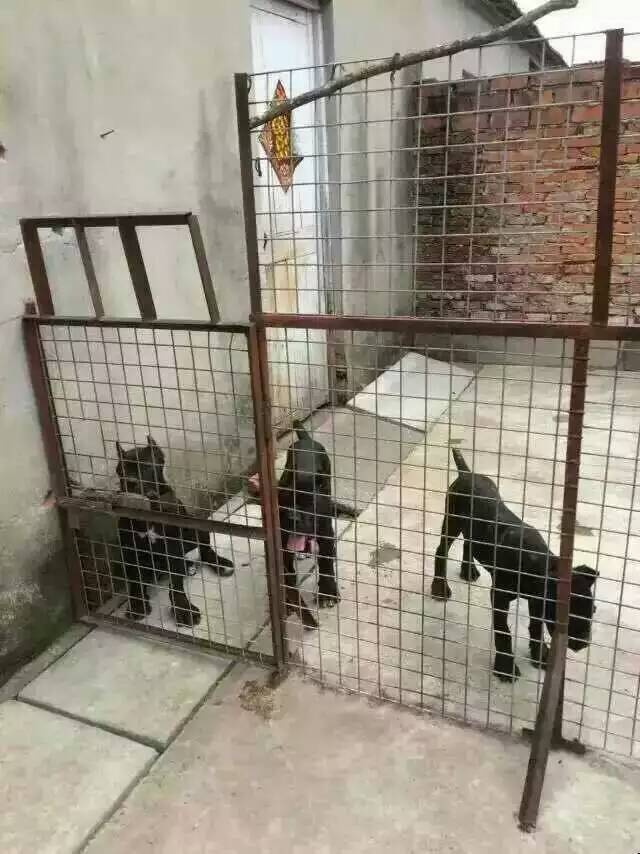 云南昆明哪里有純種卡斯羅幼犬出售卡斯羅犬價(jià)格