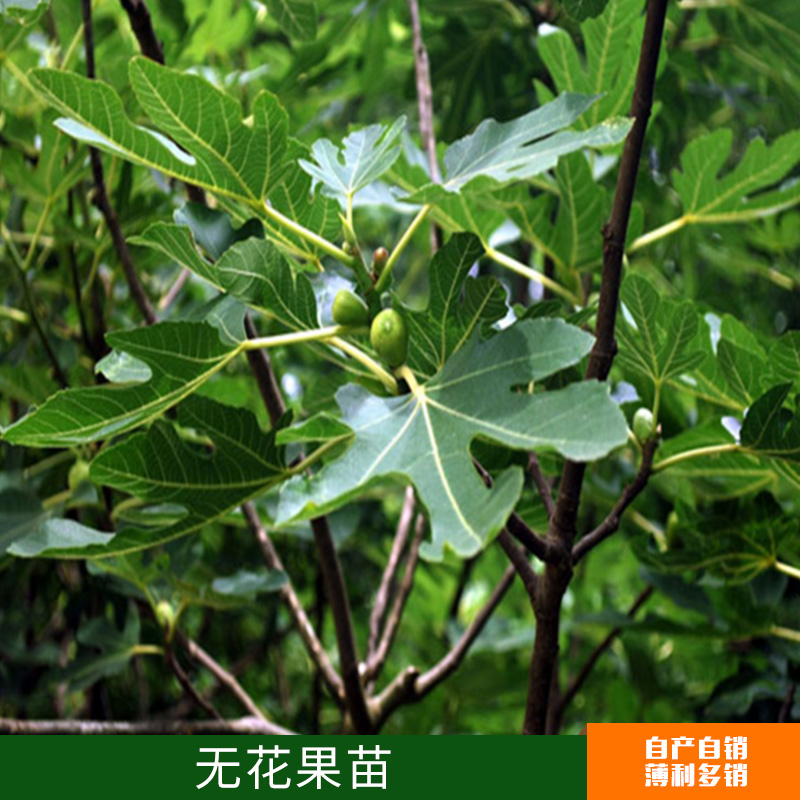 無(wú)花果苗圖片/無(wú)花果苗樣板圖 (2)