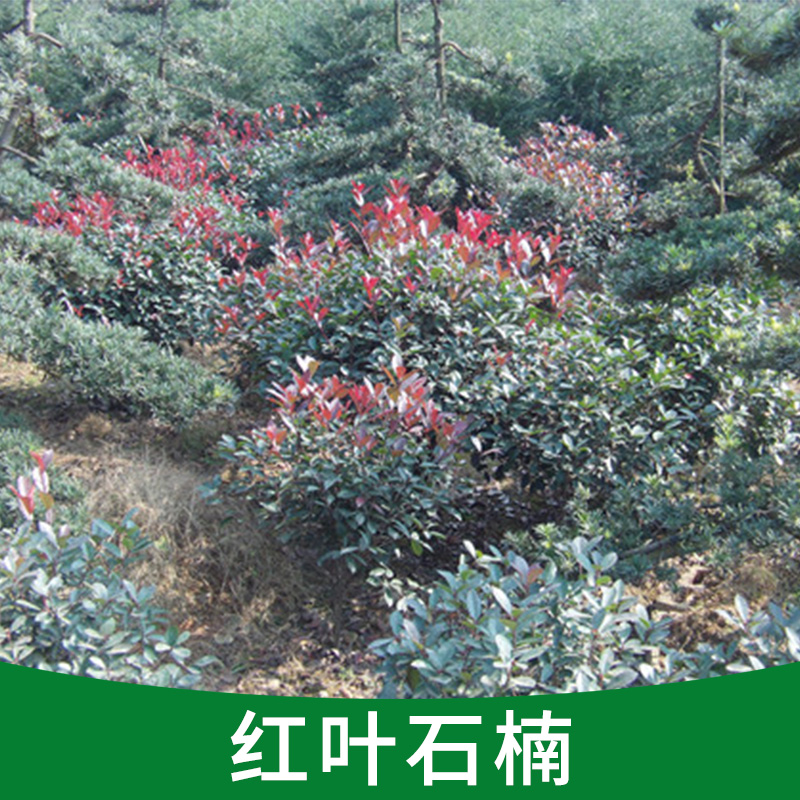 紅葉石楠圖片/紅葉石楠樣板圖 (4)