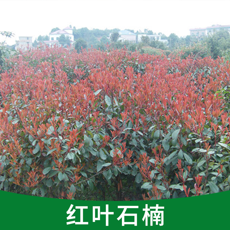 紅葉石楠圖片/紅葉石楠樣板圖 (2)