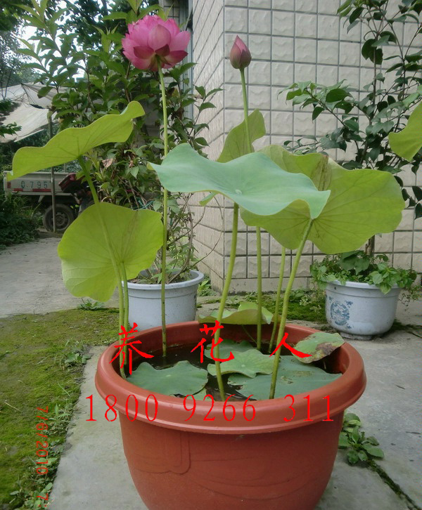 西安同城基地荷花直供圖片