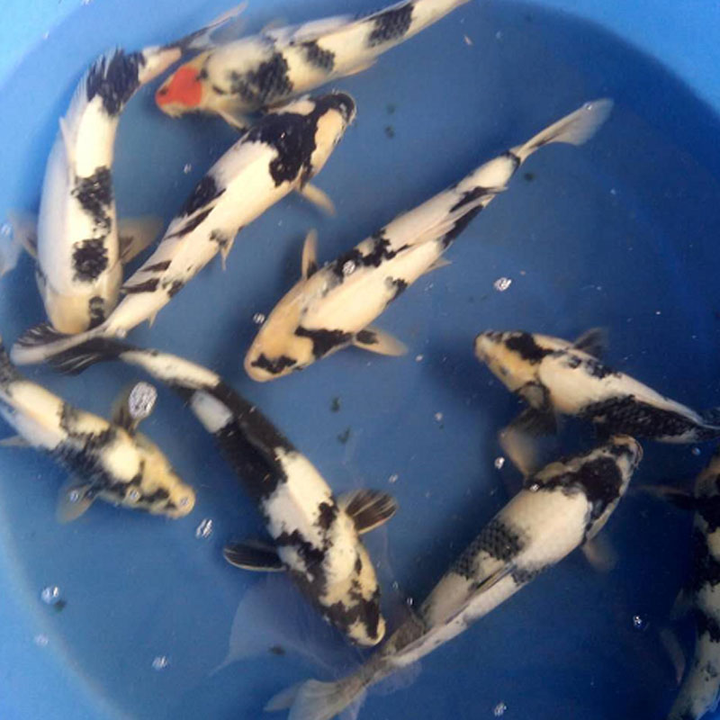 日本錦鯉活體觀賞魚白寫錦鯉圖片