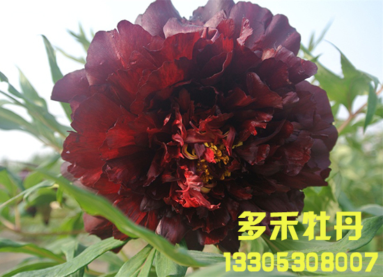 菏澤觀賞牡丹花卉 黑牡丹苗圖片
