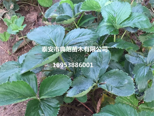 章姬草莓苗價(jià)格圖片/章姬草莓苗價(jià)格樣板圖 (4)